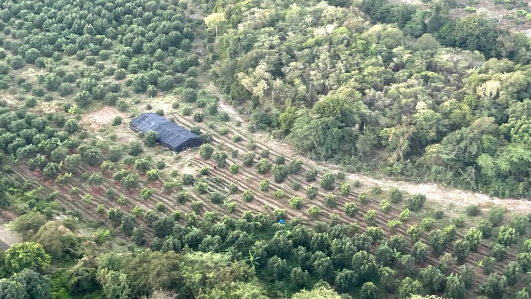 Ministerio Público y DNCD persiguen a tres hombres por cultivo de marihuana desmantelado en Baní
