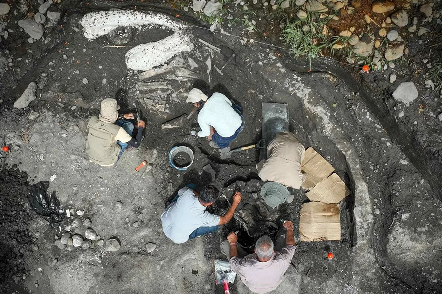 Hallan piel fosilizada de reptil de 298 millones de años: detalles inéditos sobre la evolución