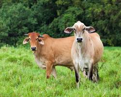 El 42 % de los beneficiarios del programa “Regreso al Campo” del FEDA ya recibía ingresos del Estado